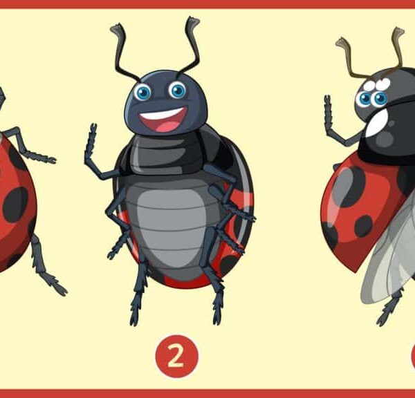Test osobnosti: Ktorá beruška vás najviac priťahuje? Odhaľte harmóniu medzi vašou kariérou a súkromným životom!