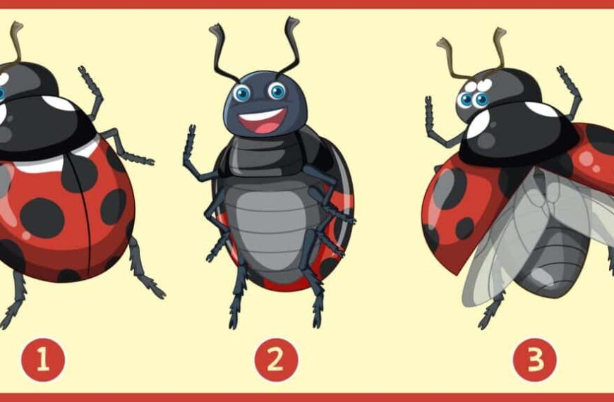 Test osobnosti: Ktorá beruška vás najviac priťahuje? Odhaľte harmóniu medzi vašou kariérou a súkromným životom!